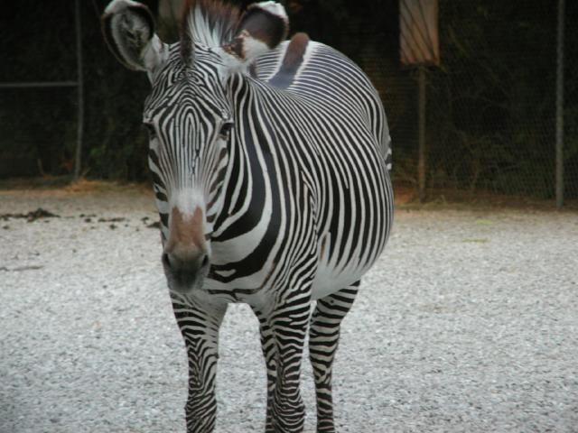 St Louis Zoo 2002