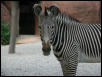 St Louis Zoo 2002