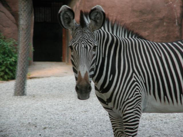 St Louis Zoo 2002