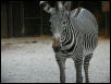 St Louis Zoo 2002