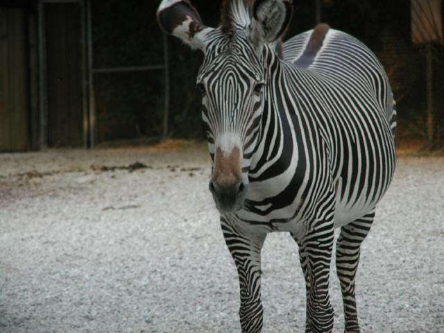 St Louis Zoo 2002