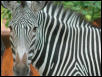 St Louis Zoo 2002
