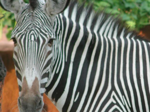 St Louis Zoo 2002