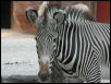 St Louis Zoo 2002