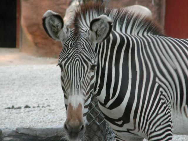 St Louis Zoo 2002