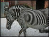 St Louis Zoo 2002