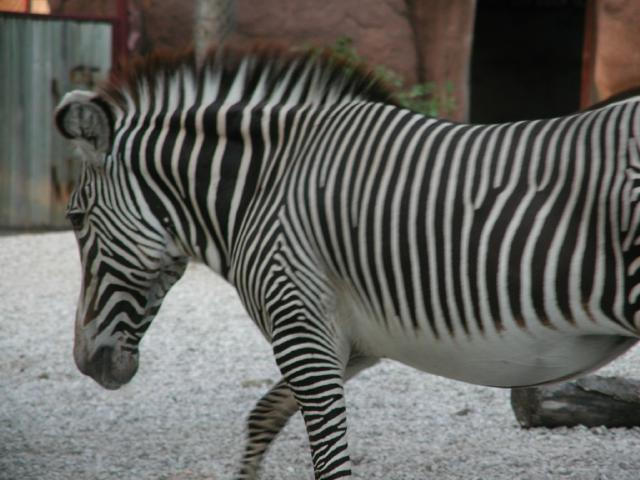 St Louis Zoo 2002