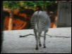 St Louis Zoo 2002
