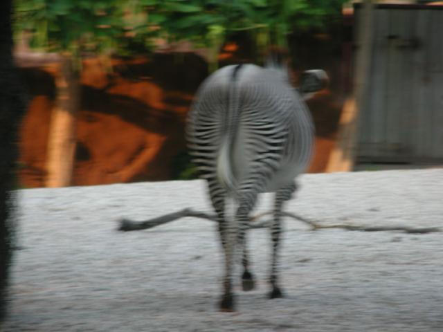 St Louis Zoo 2002