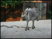 St Louis Zoo 2002