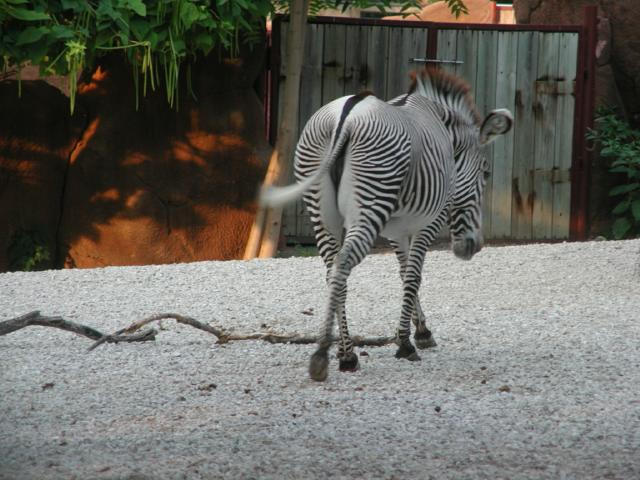 St Louis Zoo 2002
