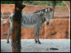 St Louis Zoo 2002