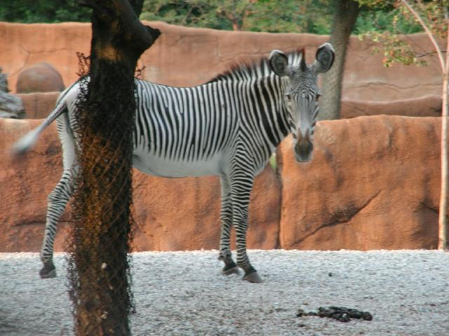 St Louis Zoo 2002