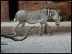St Louis Zoo 2002