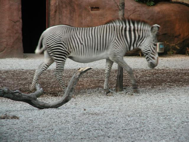 St Louis Zoo 2002
