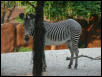 Zebra 3
