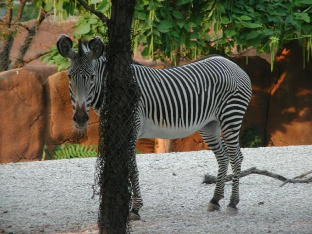 Zebra 3