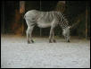 St Louis Zoo 2002