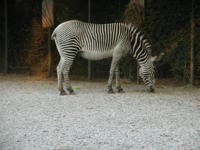 St Louis Zoo 2002