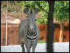 Zebra 2