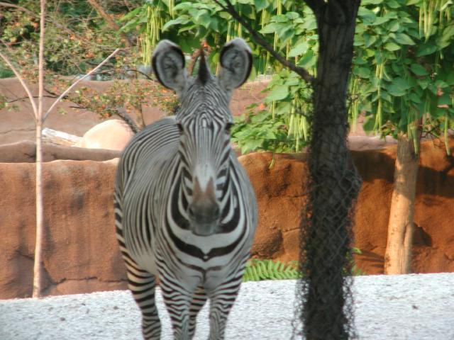 Zebra 2