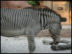 St Louis Zoo 2002