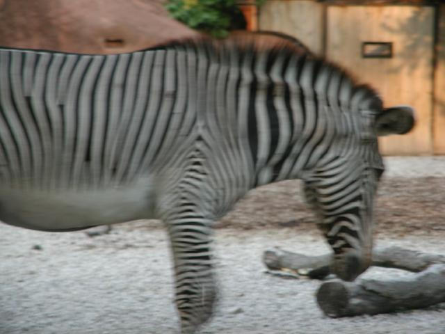 St Louis Zoo 2002