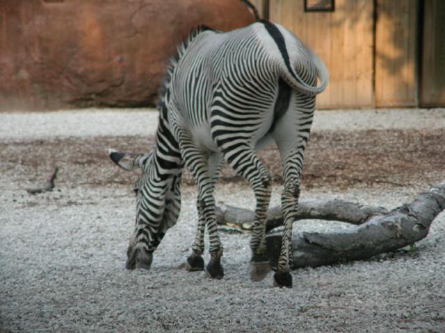 Zebra