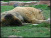 St Louis Zoo 2002