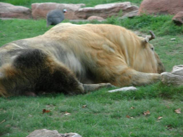 St Louis Zoo 2002