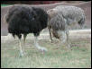 St Louis Zoo 2002