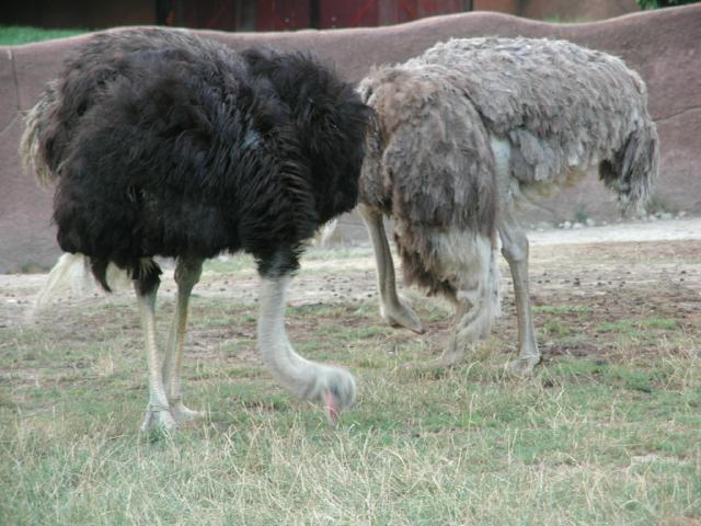 St Louis Zoo 2002