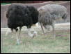 St Louis Zoo 2002