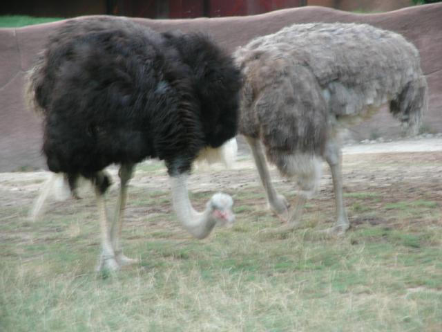 St Louis Zoo 2002