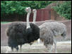 St Louis Zoo 2002