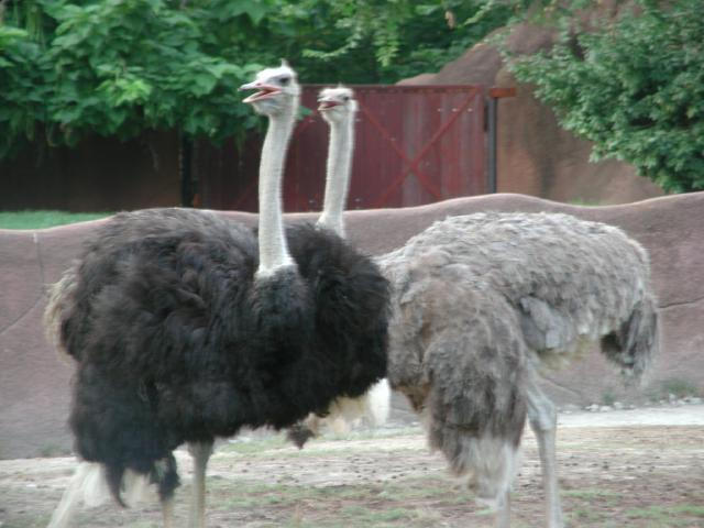 St Louis Zoo 2002