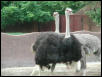 St Louis Zoo 2002