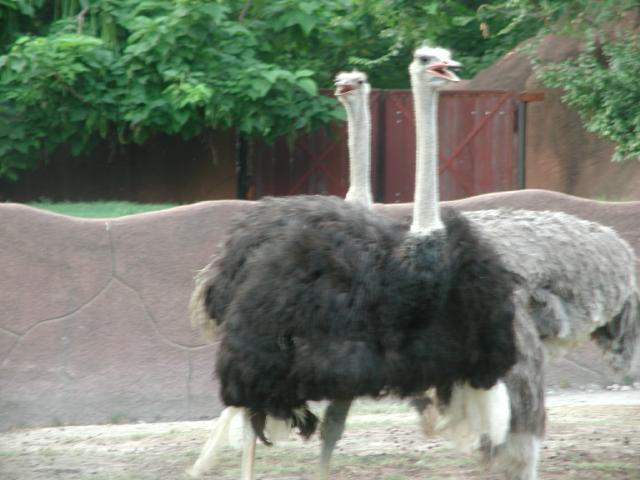 St Louis Zoo 2002