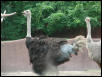 St Louis Zoo 2002