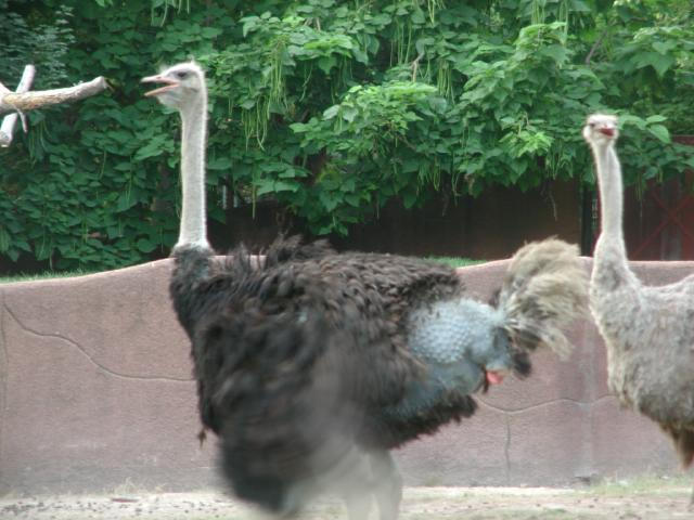 St Louis Zoo 2002