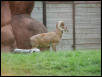 St Louis Zoo 2002