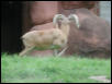 St Louis Zoo 2002