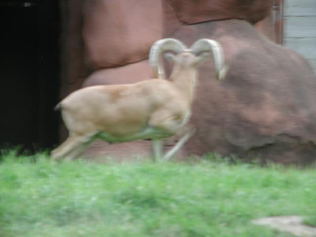 St Louis Zoo 2002