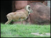 St Louis Zoo 2002