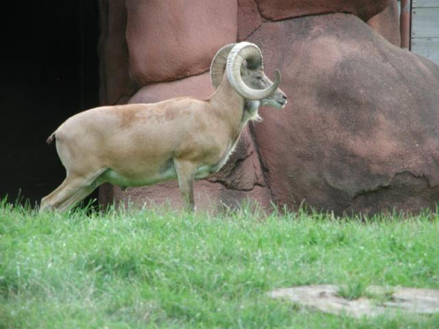 St Louis Zoo 2002