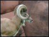 Mountain goat