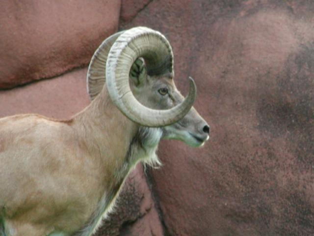Mountain goat