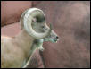 St Louis Zoo 2002