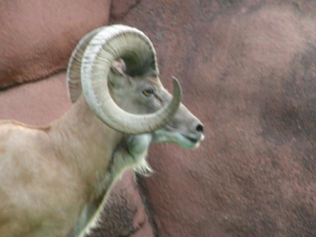 St Louis Zoo 2002
