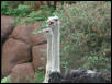 St Louis Zoo 2002